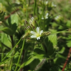 Cerastium vulgare (Mouse Ear Chickweed) at Greenway, ACT - 16 Sep 2015 by michaelb