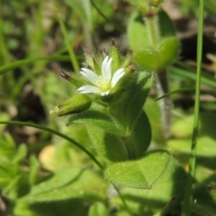 Cerastium vulgare at Greenway, ACT - 17 Sep 2015 12:00 AM