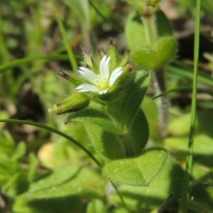 Cerastium vulgare at Greenway, ACT - 17 Sep 2015 12:00 AM