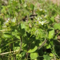 Cerastium vulgare at Greenway, ACT - 17 Sep 2015 12:00 AM