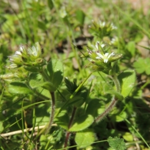 Cerastium vulgare at Greenway, ACT - 17 Sep 2015