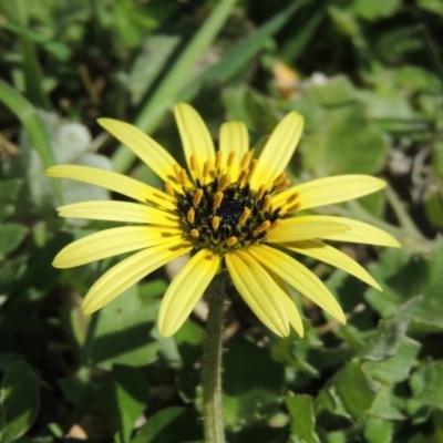 Arctotheca calendula (Capeweed, Cape Dandelion) at Tennent, ACT - 14 Sep 2015 by michaelb