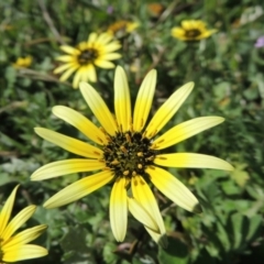 Arctotheca calendula at Tennent, ACT - 14 Sep 2015 02:36 PM