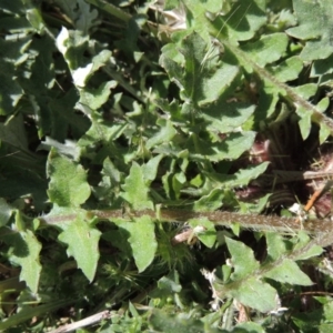 Arctotheca calendula at Tennent, ACT - 14 Sep 2015