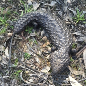 Tiliqua rugosa at Majura, ACT - 20 Sep 2015