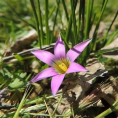 Romulea rosea var. australis (Onion Grass) at Pollinator-friendly garden Conder - 16 Sep 2015 by michaelb