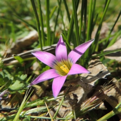 Romulea rosea var. australis (Onion Grass) at Conder, ACT - 16 Sep 2015 by michaelb