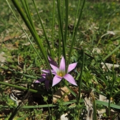 Romulea rosea var. australis at Conder, ACT - 16 Sep 2015 01:29 PM