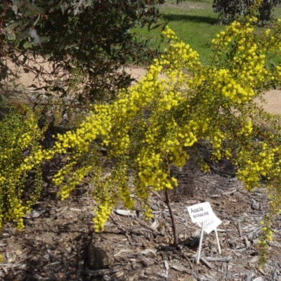 Acacia acinacea (Gold Dust Wattle) at Sth Tablelands Ecosystem Park - 17 Sep 2015 by galah681