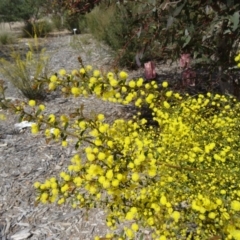 Acacia acinacea at Molonglo Valley, ACT - 17 Sep 2015