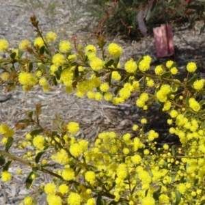 Acacia acinacea at Molonglo Valley, ACT - 17 Sep 2015