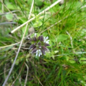 Cerastium vulgare at Molonglo Valley, ACT - 10 Sep 2015