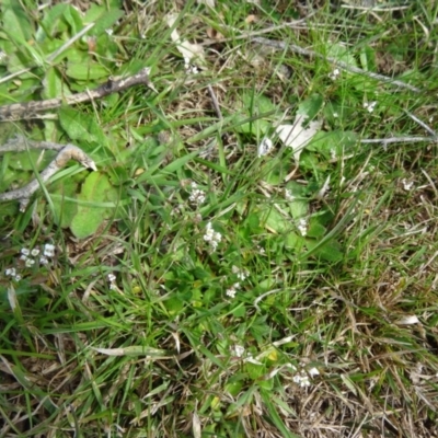 Capsella bursa-pastoris at National Arboretum Woodland - 10 Sep 2015 by galah681