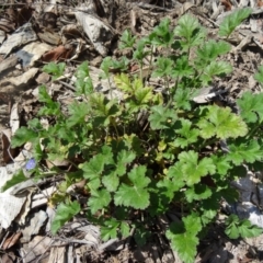 Erodium crinitum (Native Crowfoot) at Sth Tablelands Ecosystem Park - 17 Sep 2015 by galah681