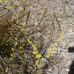 Acacia dawsonii (Dawson's Wattle) at Sth Tablelands Ecosystem Park - 17 Sep 2015 by galah681