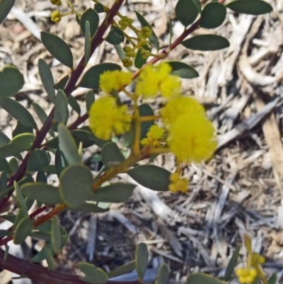Acacia buxifolia subsp. buxifolia (Box-leaf Wattle) at Sth Tablelands Ecosystem Park - 17 Sep 2015 by galah681