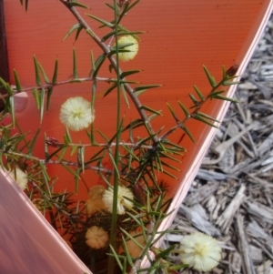 Acacia ulicifolia at Molonglo Valley, ACT - 17 Sep 2015