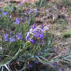 Stypandra glauca (Nodding Blue Lily) at Hackett, ACT - 20 Sep 2015 by AdamfromOz