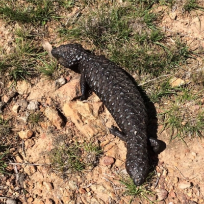 Tiliqua rugosa (Shingleback Lizard) at Hackett, ACT - 20 Sep 2015 by AdamfromOz