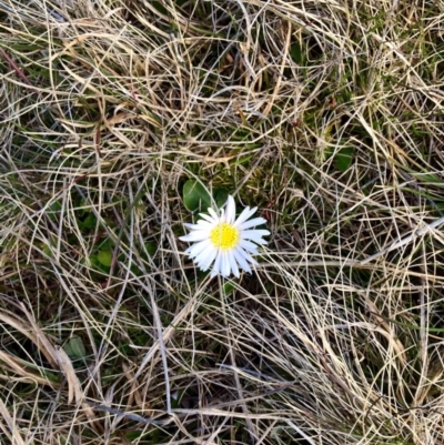 Brachyscome obovata at Namadgi National Park - 20 Sep 2015 by AdamfromOz