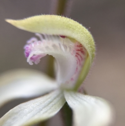 Caladenia ustulata (Brown Caps) at Black Mountain - 20 Sep 2015 by JasonC