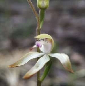 Caladenia ustulata at Acton, ACT - suppressed