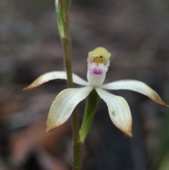 Caladenia ustulata at Acton, ACT - suppressed