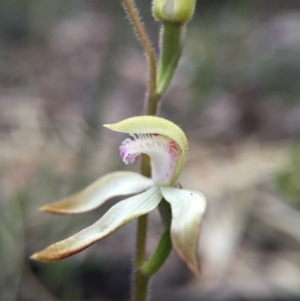 Caladenia ustulata at Acton, ACT - suppressed