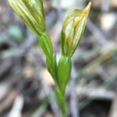 Bunochilus umbrinus (ACT) = Pterostylis umbrina (NSW) (Broad-sepaled Leafy Greenhood) by JasonC