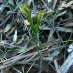 Bunochilus umbrinus (ACT) = Pterostylis umbrina (NSW) at suppressed - 20 Sep 2015