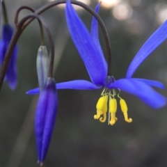 Stypandra glauca at Acton, ACT - 20 Sep 2015