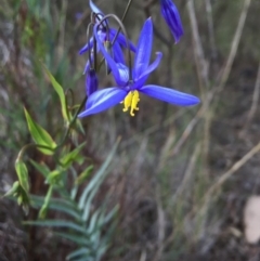 Stypandra glauca at Acton, ACT - 20 Sep 2015