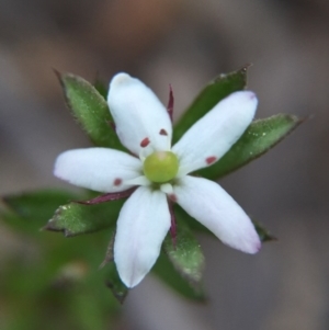 Rhytidosporum procumbens at Acton, ACT - 20 Sep 2015 09:02 PM