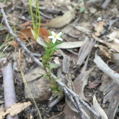 Rhytidosporum procumbens at Acton, ACT - 20 Sep 2015 09:02 PM