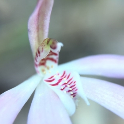 Caladenia fuscata (Dusky Fingers) at Acton, ACT - 20 Sep 2015 by JasonC