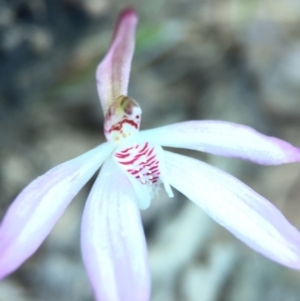 Caladenia fuscata at Acton, ACT - 20 Sep 2015