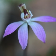 Caladenia fuscata (Dusky Fingers) at Black Mountain - 20 Sep 2015 by JasonC