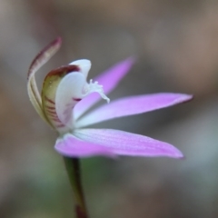 Caladenia fuscata at Acton, ACT - suppressed