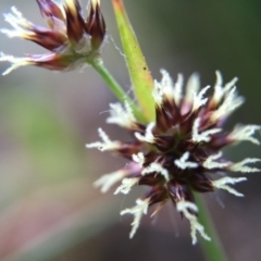 Luzula densiflora (Dense Wood-rush) at Black Mountain - 20 Sep 2015 by JasonC