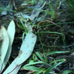 Luzula densiflora at Acton, ACT - 20 Sep 2015