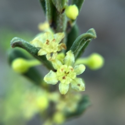 Phyllanthus occidentalis (Thyme Spurge) at Acton, ACT - 20 Sep 2015 by JasonC