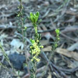 Phyllanthus occidentalis at Acton, ACT - 20 Sep 2015