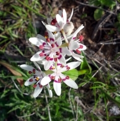 Wurmbea dioica subsp. dioica (Early Nancy) at Curtin, ACT - 20 Sep 2015 by NathanaelC