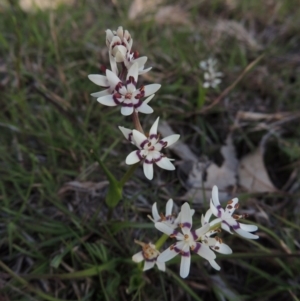 Wurmbea dioica subsp. dioica at Tennent, ACT - 19 Sep 2015