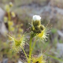 Drosera gunniana (Pale Sundew) at Tennent, ACT - 19 Sep 2015 by MichaelBedingfield