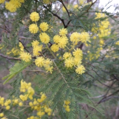 Acacia decurrens (Green Wattle) at Tennent, ACT - 19 Sep 2015 by MichaelBedingfield