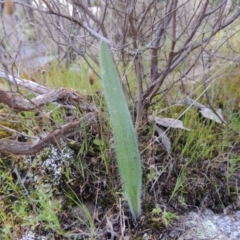 Caladenia parva (Brown-clubbed Spider Orchid) at Namadgi National Park - 19 Sep 2015 by michaelb