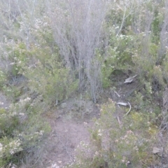 Caladenia parva at Tennent, ACT - suppressed