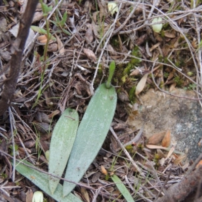 Glossodia major (Wax Lip Orchid) at Namadgi National Park - 19 Sep 2015 by michaelb