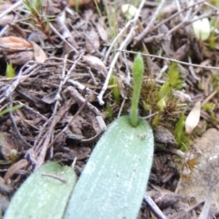 Glossodia major at Tennent, ACT - 19 Sep 2015